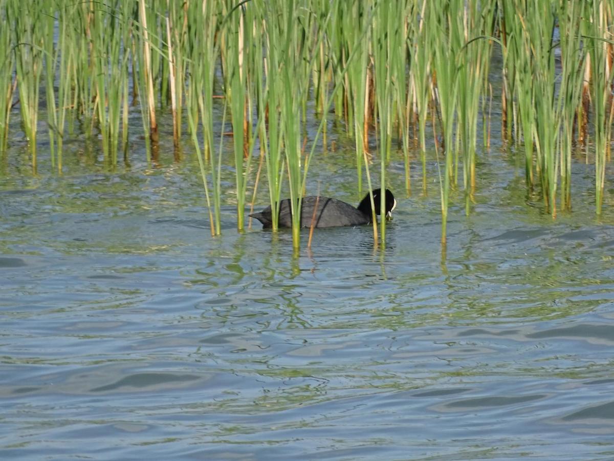 Feriendomizil Am Stoermthaler See, Lagovida, Leipziger Neuseenland, Grosspoesna, Privatstrand Eksteriør billede